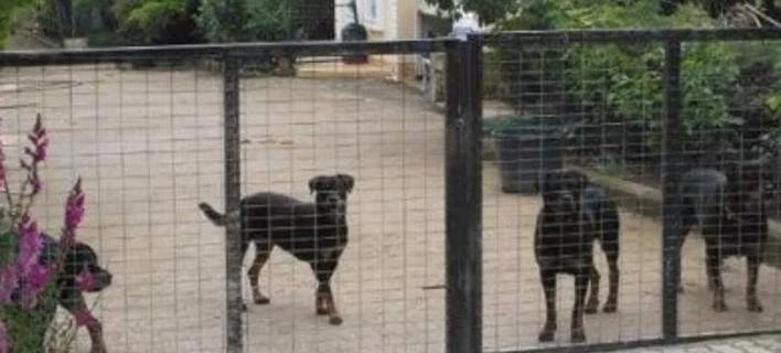 Δικαστήριο: Αποζημίωση 150.000 ευρώ στη μητέρα του 8χρονου Στάθη που κατασπάραξαν τα ροτβάιλερ